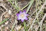 Romulea revelierei Jord. & Fourr.