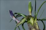 Romulea revelierei Jord. & Fourr.
