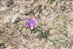 Romulea revelierei Jord. & Fourr.