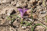 Romulea revelierei Jord. & Fourr.
