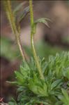 Saxifraga rosacea subsp. sponhemica (C.C.Gmel.) D.A.Webb