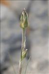 Scorzonera hispanica subsp. crispatula (DC.) Nyman