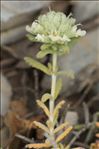 Teucrium polium subsp. clapae S.Puech
