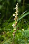 Goodyera repens (L.) R.Br.