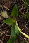 Goodyera repens (L.) R.Br.