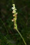 Goodyera repens (L.) R.Br.