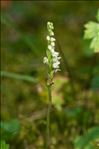 Goodyera repens (L.) R.Br.