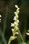 Goodyera repens (L.) R.Br.