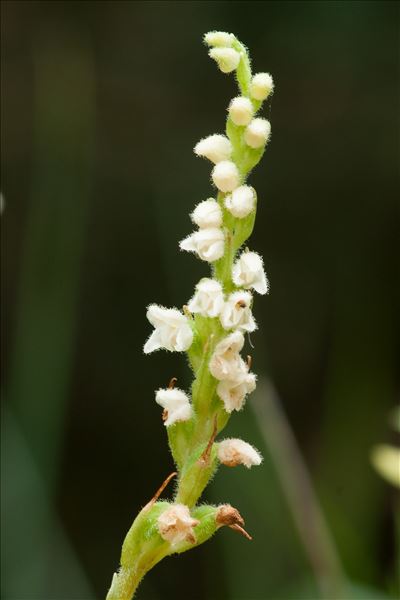 Goodyera repens (L.) R.Br.