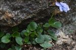 Viola argenteria Moraldo & Forneris