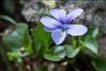 Viola argenteria Moraldo & Forneris
