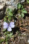 Viola argenteria Moraldo & Forneris