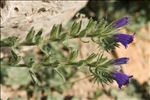 Echium sabulicola Pomel