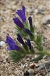 Echium sabulicola Pomel