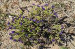 Echium sabulicola Pomel