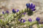 Echium sabulicola Pomel