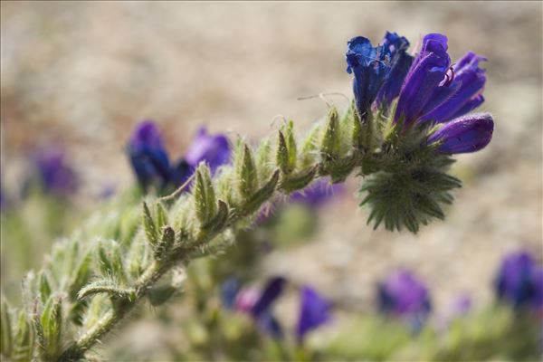 Echium sabulicola Pomel