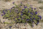 Echium sabulicola Pomel