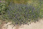 Echium sabulicola Pomel