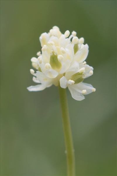 Tofieldia pusilla (Michx.) Pers. subsp. pusilla