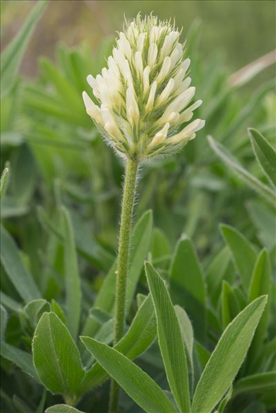 Trifolium pannonicum Jacq.