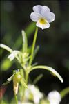 Viola roccabrunensis Espeut