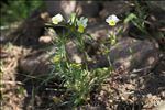 Viola roccabrunensis Espeut