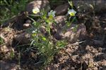 Viola roccabrunensis Espeut