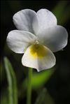 Viola roccabrunensis M.Espeut