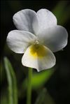 Viola roccabrunensis Espeut