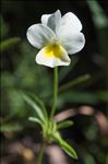 Viola roccabrunensis Espeut