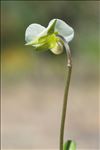 Viola roccabrunensis Espeut