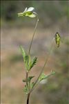 Viola roccabrunensis Espeut