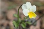 Viola roccabrunensis Espeut