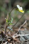 Viola roccabrunensis Espeut