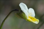 Viola roccabrunensis Espeut