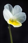 Viola roccabrunensis M.Espeut