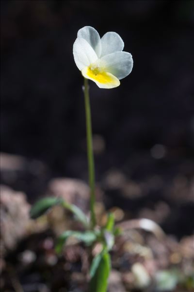 Viola roccabrunensis Espeut