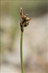 Carex glacialis Mack.