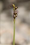 Carex glacialis Mack.