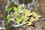Hedera helix L.