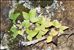 Hedera helix L.