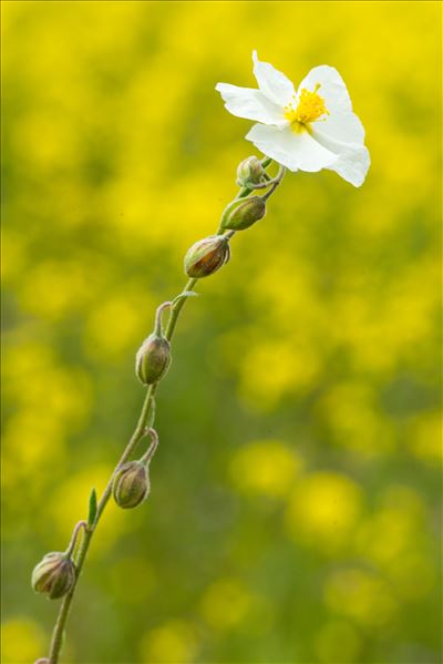 Helianthemum apenninum (L.) Mill. subsp. apenninum