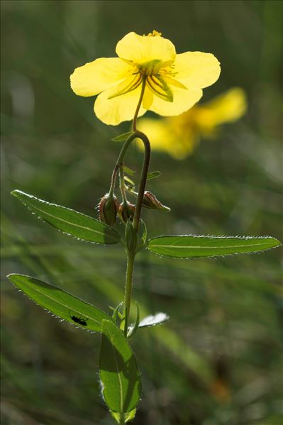 Helianthemum nummularium (L.) Mill. var. nummularium