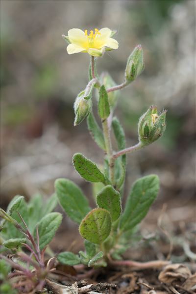 Helianthemum salicifolium (L.) Mill.