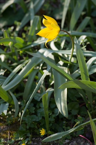 Tulipa sylvestris L. subsp. sylvestris