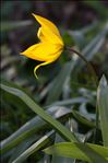 Tulipa sylvestris L. subsp. sylvestris