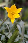 Tulipa sylvestris L. subsp. sylvestris