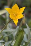 Tulipa sylvestris L. subsp. sylvestris