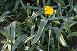 Tulipa sylvestris L. subsp. sylvestris